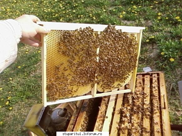Folositi rama claditoare ? - Asta e deja construita, urmeaza doar sa treaca - INTRETINEREA ALBINELOR