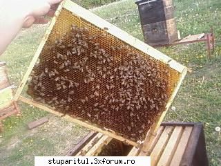 Folositi rama claditoare ? - Am promis ca pun niste poze cu rame de cuib - INTRETINEREA ALBINELOR