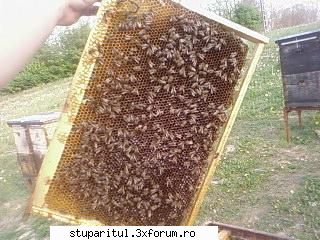 Folositi rama claditoare ? - BUNKA - INTRETINEREA ALBINELOR