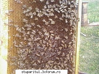 Folositi rama claditoare ? - E cladita frumos nu...?? - INTRETINEREA ALBINELOR