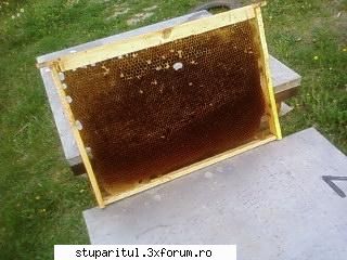Folositi rama claditoare ? - Nu-s deformati strambi sau cu celule de - INTRETINEREA ALBINELOR