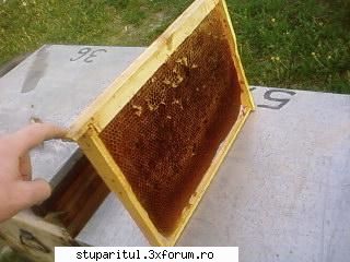 Folositi rama claditoare ? - Are doar o gaura care-i facuta de mine pt iernare - INTRETINEREA ALBINELOR