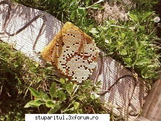 Folositi rama claditoare ? - BUNKA - INTRETINEREA ALBINELOR