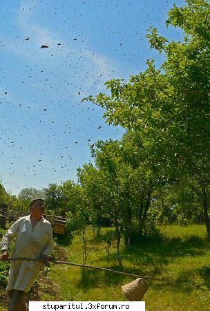 Frumoase poze nu? - Matca se pune prima pe creanga, inaintea - POZE