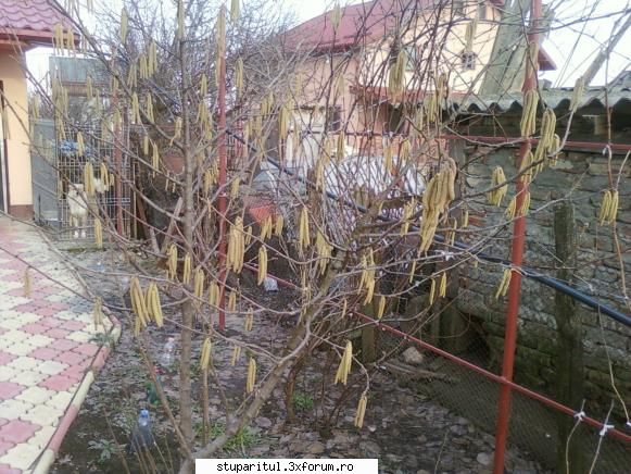 Gabriel Stere - Si acum sa revenim la pomi nostri timpurii ca si - PAGINI PERSONALE ! CINE SUNT EU ?