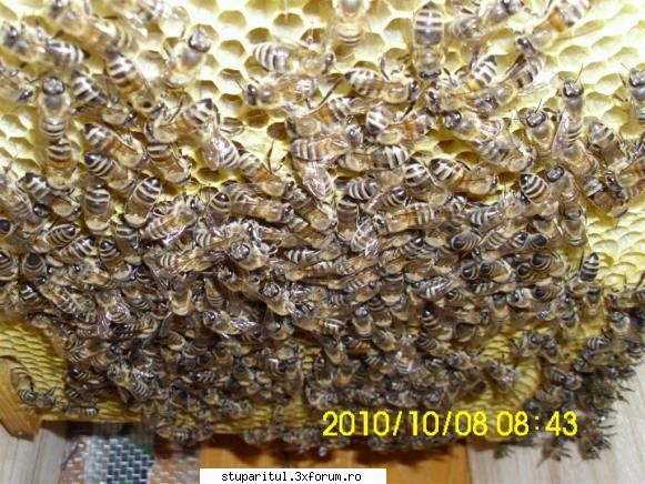 Găurirea(perforarea) fagurilor toamna - Toamna perforăm fagurii �n treimea - INTRETINEREA ALBINELOR