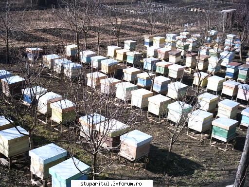 Grosimea ideala a peretilor unui stup... - nu conteaza grosimea. familiile - INMULTIREA FAMILIILOR DE ALBINE