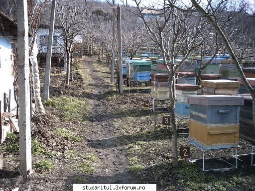 Grosimea ideala a peretilor unui stup... - folosesc ierbicid.cu prejudecatil - INMULTIREA FAMILIILOR DE ALBINE