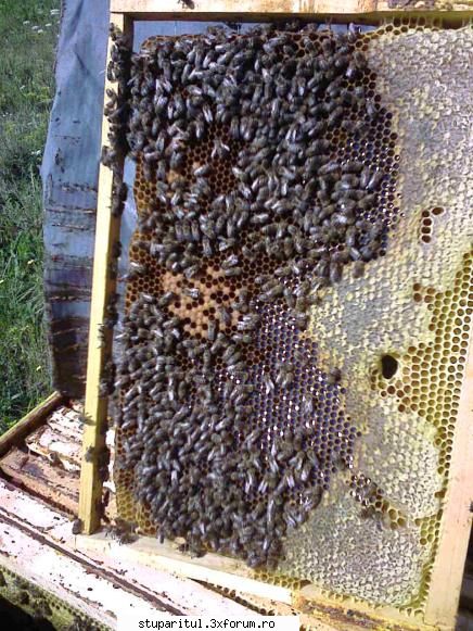 Hop si eu! - Dar exista si astfel de rame - JURNAL DE APICULTOR - JURNALE PERSONALE