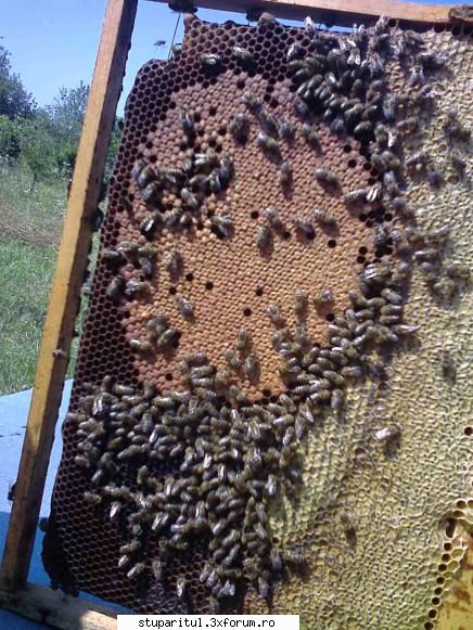 Hop si eu! - Si ce e mai trist ca exista rame cu ceva puiet si - JURNAL DE APICULTOR - JURNALE PERSONALE