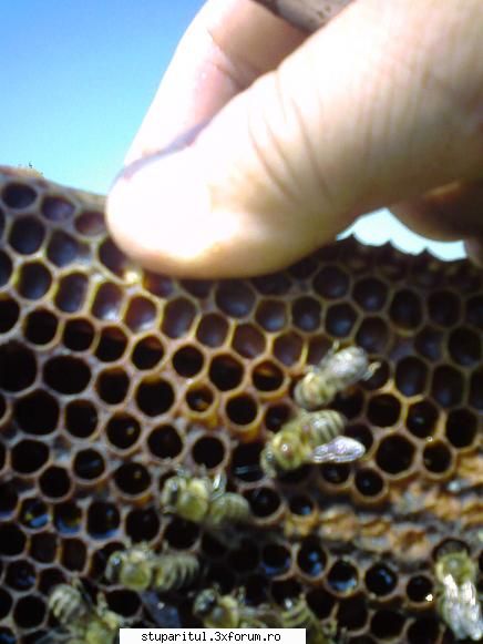 colac peste pupaza din cauza mierii am amanat si pt. varroa. ca urmare deja am pierdut un recordist