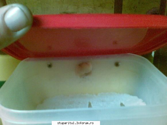 Hranirea albinelor cu alimentatoare montate pe spatele stupilor - albina intra in alime - HRANIREA ARTIFICIALA