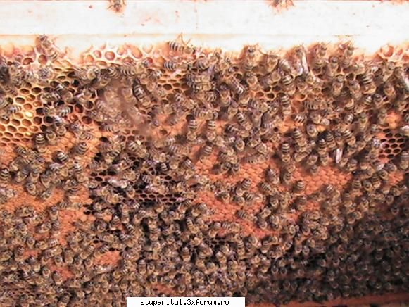 Hranirea artificiala SIROP DE ZAHAR - Ram de puiet din stupina propie amplasata in sat - HRANIREA ARTIFICIALA