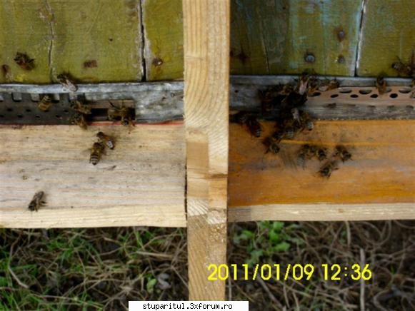 Hrănirea de necesitate(de salvare) - Greşiţi, domnule Gică, ies - HRANIREA ARTIFICIALA