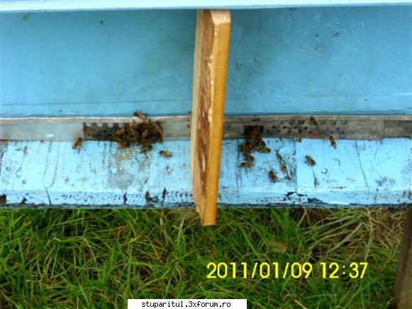 Hrănirea de necesitate(de salvare) - Şi 4. E curat deşi lada este - HRANIREA ARTIFICIALA