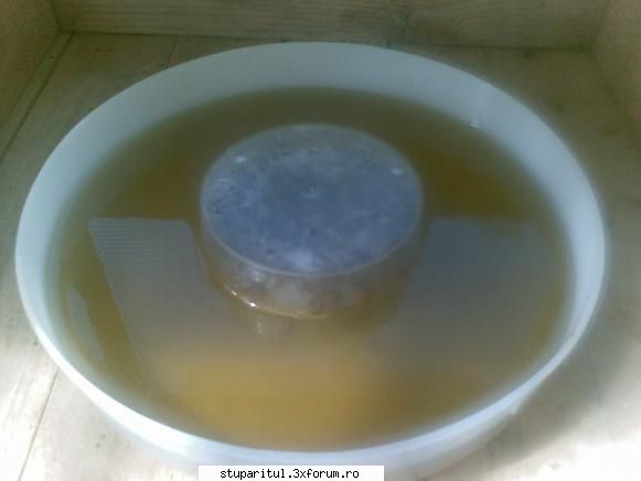 Hranitoare - zilele astea a fost cald si soare insa un vant de - HRANIREA ARTIFICIALA