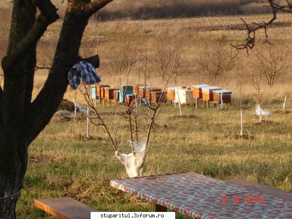 IGI,Florin Dudas - Asa arata stupina din Biharia in 2010 - PAGINI PERSONALE ! CINE SUNT EU ?