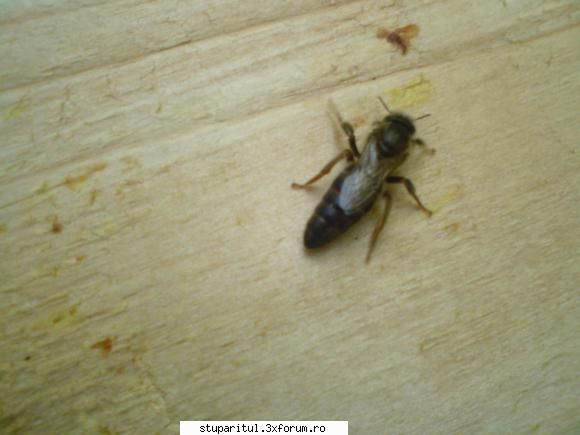 Identificare matci - Poate cineva sa-mi spuna din ce varietate de - RASE SI HIBRIZI DE ALBINE