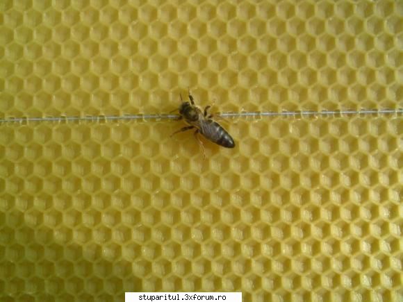 Identificare matci - Este la fel cu prima? - RASE SI HIBRIZI DE ALBINE