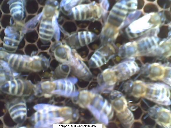 Identificare matci - Aceasi matca introdusa intr-o fam carpatina - RASE SI HIBRIZI DE ALBINE