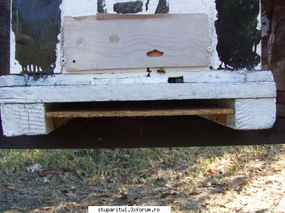 Iernarea/Prevenirea condensului - salut astazi pe la ora 9 m am uitat la un stup si - INTRETINEREA ALBINELOR