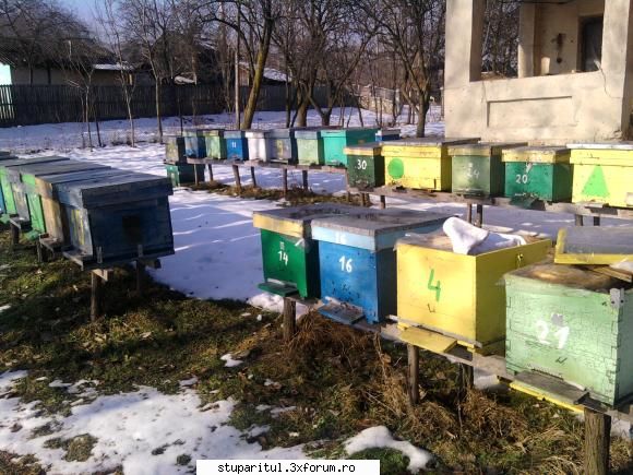 Iernarea/Prevenirea condensului - stupii ierneaza la 12km de Polovragi (pestera - INTRETINEREA ALBINELOR