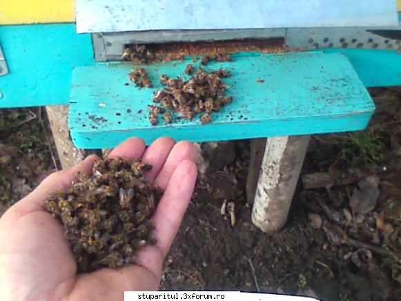 Iernarea/Prevenirea condensului - aşa arată mortalitatea cea mai mare - INTRETINEREA ALBINELOR