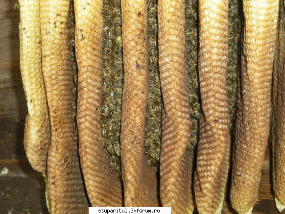 Iernarea combinată - Bambucha - INTRETINEREA ALBINELOR