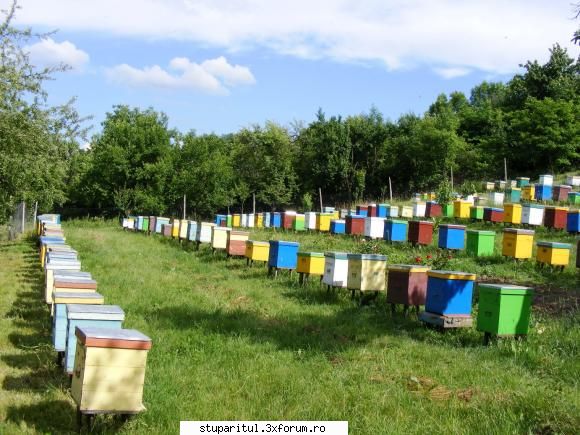 In vizita la Apyvam - Stupina d-lui Balteanu Ioan-Vlad (Apyvam) din - POZE