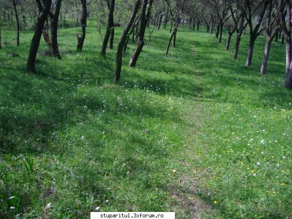 Incepator...dar pasionat - incepe sa isi dea drumu flora prin - PAGINI PERSONALE ! CINE SUNT EU ?
