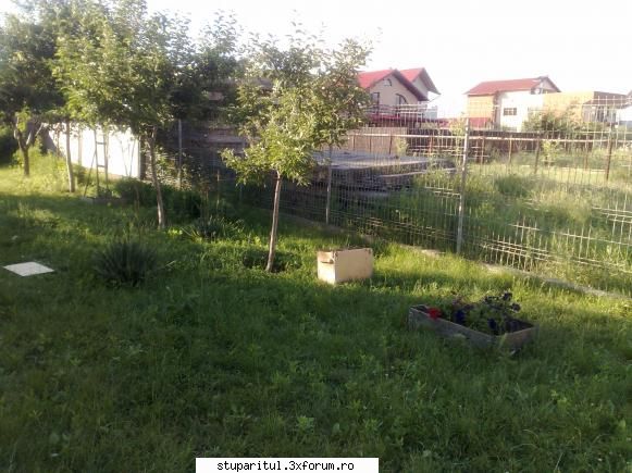 Incepator rau intreaba pe profesionisti - si ultima ca eram prea emotionat - PAGINA APICULTORULUI INCEPATOR