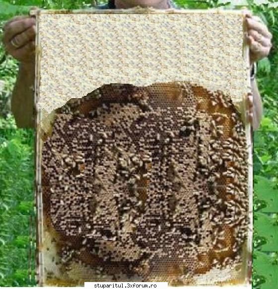 Inceputul Incepatorului - Cam asa arata o rama de cuib in acest sistem - PAGINA APICULTORULUI INCEPATOR
