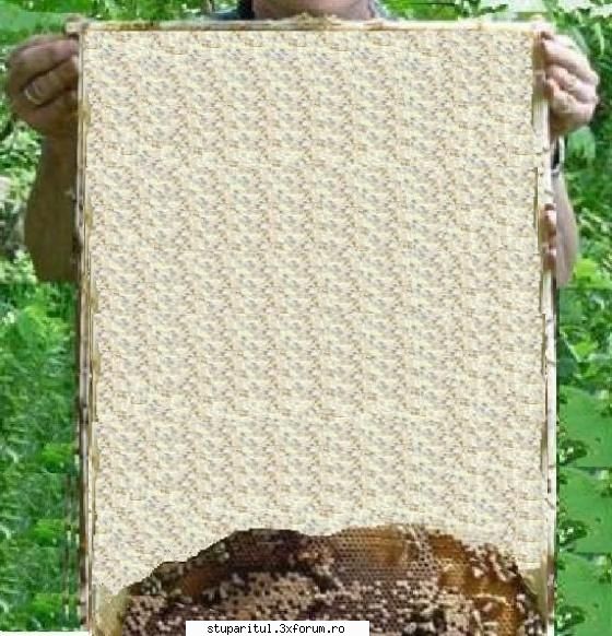 Inceputul Incepatorului - da propomit...si asa arata daca o lasi mai - PAGINA APICULTORULUI INCEPATOR