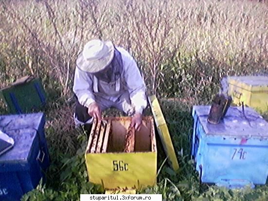 Intretinerea albinelor - Fiind din zona Moldovei aici iernile sunt mult - INTRETINEREA ALBINELOR