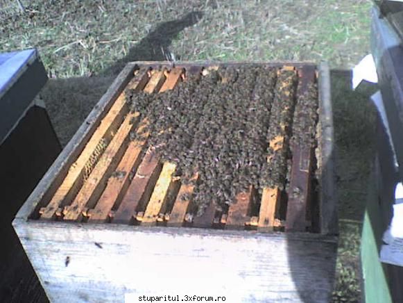 Intretinerea albinelor in stupi ME... - urmeaza ceva poze - INTRETINEREA ALBINELOR