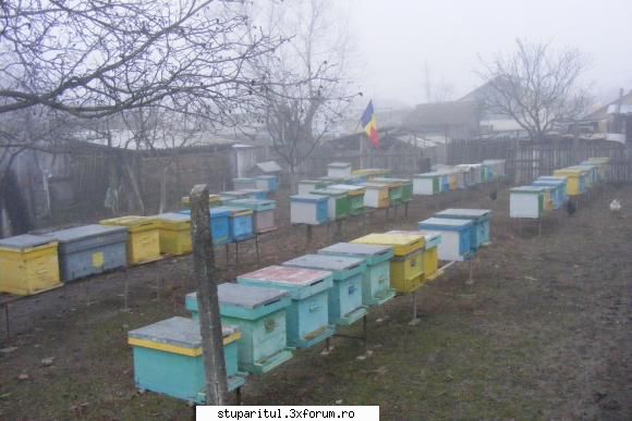La Mult Anii Romanii! - Si la mine in stupina este sarbatoare - DISCUTII APICOLE DIVERSE