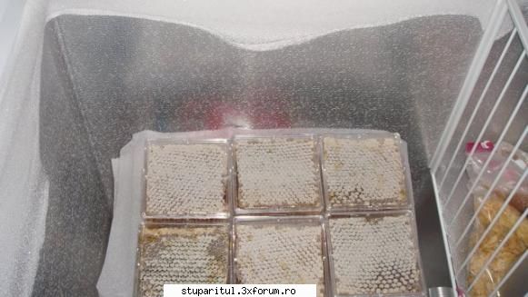 Linda poate,noi nu?Poze (7) - PRODUSELE ALBINELOR