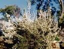 Lucrul la ferma - proapis13 - INTRETINEREA ALBINELOR