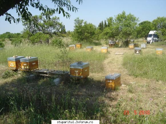 Lucrul la ferma - Stupina reproductie (gazduieste numai roi si fam - INTRETINEREA ALBINELOR