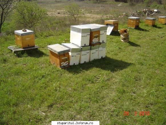 Lucrul la ferma - Primii roi pe 2010. Cutiile albe sunt din - INTRETINEREA ALBINELOR