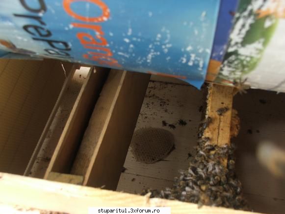 M-am pricopsit cu un roi - un semn ?! - OtoVirgil - PAGINA APICULTORULUI INCEPATOR