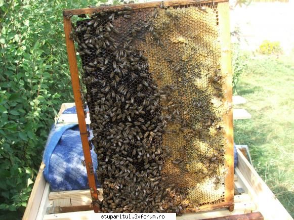 M-am pricopsit cu un roi - un semn ?! - Rama 3 si ultima din motive - PAGINA APICULTORULUI INCEPATOR