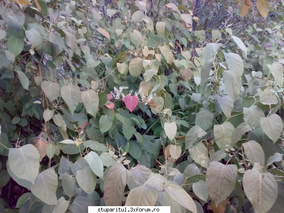 ME redus? - Stie cineva cum se numeste planta? - INTRETINEREA ALBINELOR