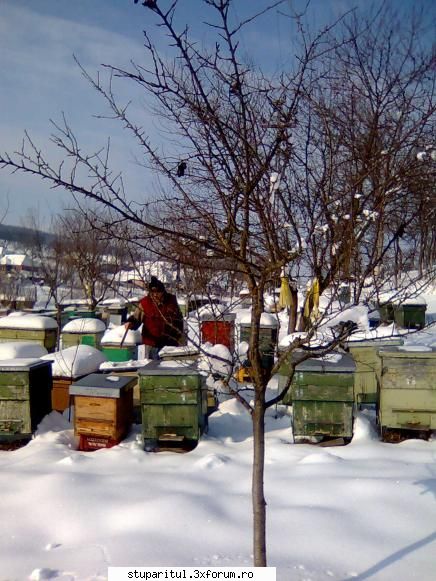 Mai este mult pana la primavara - balasbebe - JURNAL DE APICULTOR - JURNALE PERSONALE