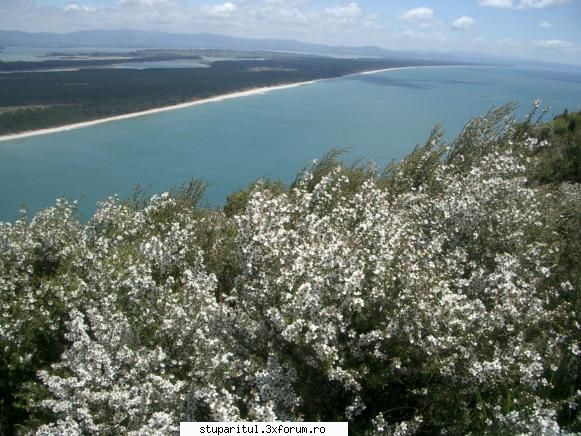 Manuka(Leptospermum scoparium) - incepe sezonul de manuka - BAZA MELIFERA - PLANTE , ARBUSTI , ARBORI