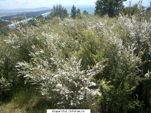 Manuka(Leptospermum scoparium) - ciobi - BAZA MELIFERA - PLANTE , ARBUSTI , ARBORI
