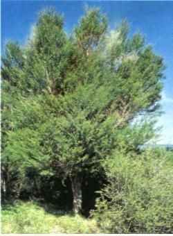 Manuka(Leptospermum scoparium) - In multima vrema se vorbeste - BAZA MELIFERA - PLANTE , ARBUSTI , ARBORI