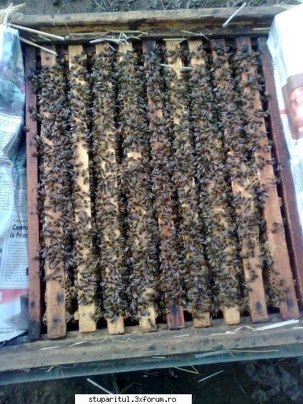 Martie - deocamdata la temperaturile astea ,ma refer in - INTRETINEREA ALBINELOR