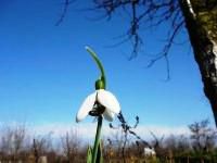 Martisor - Un dar virtual pentru doamnele shi domnishoarele - CAFENEA - DISCUTII DESPRE ORICE