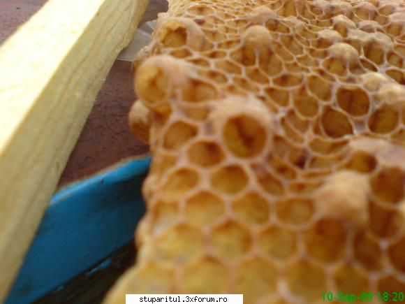 Matca trantorita sau bezmeticire? - Aici am fotografiat alte botci construite de - DISCUTII APICOLE DIVERSE